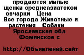 продаются милые щенки среднеазиатской овчарки › Цена ­ 30 000 - Все города Животные и растения » Собаки   . Ярославская обл.,Фоминское с.